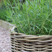 Round Rattan Planters - Three Sizes