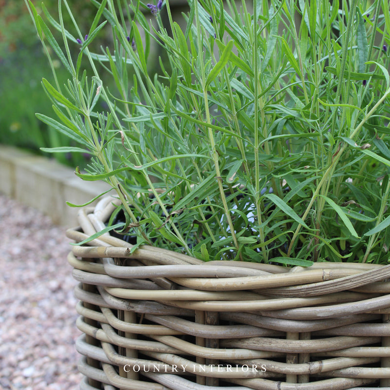 Round Rattan Planters - Three Sizes (Late March)