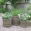 Round Rattan Planters - Three Sizes