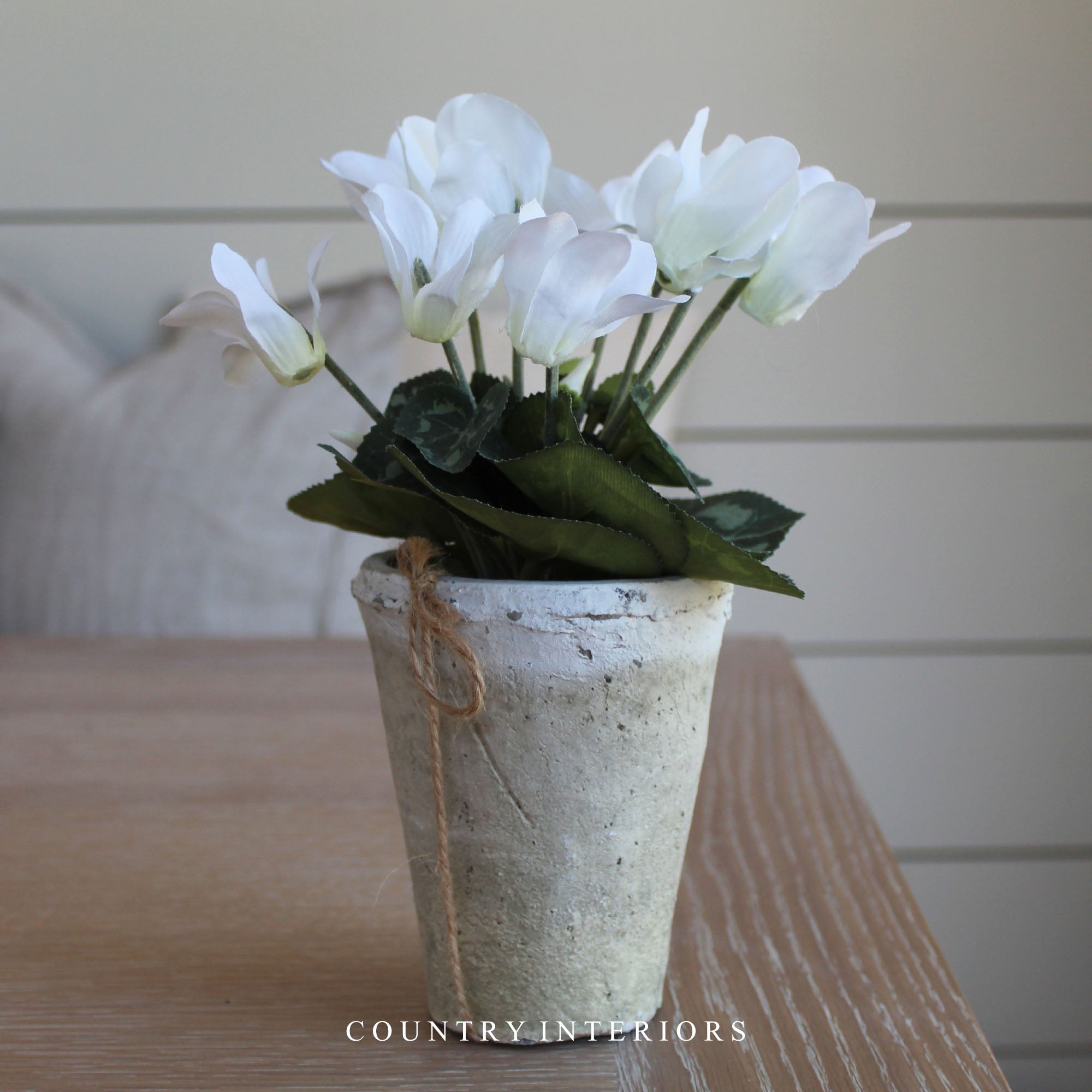 White cyclamen deals