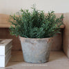 Mini Rosemary Plant Spray - 22cm